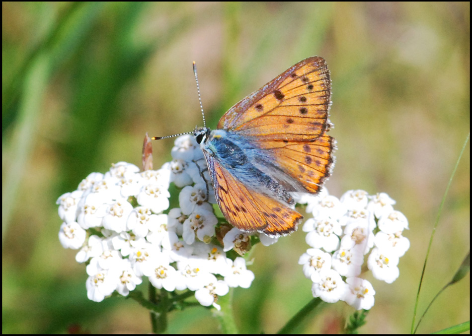 vergadoro femmina e ????... Lycaena alciphron